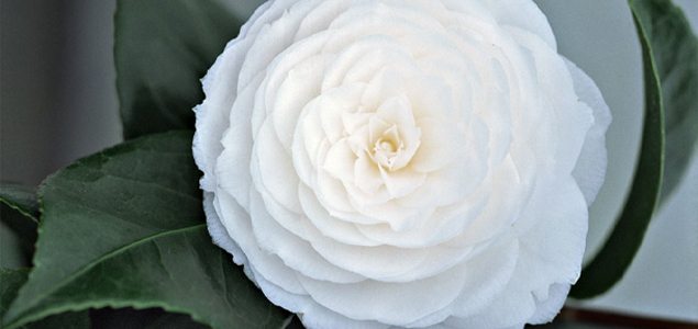 The story behind Chanel's Camelia