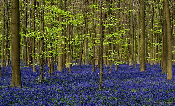 bluebells-blooming-hallerbos-forest-belgium-5