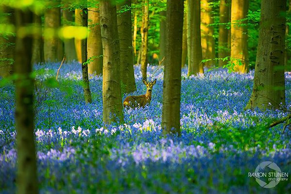 bluebells-blooming-hallerbos-forest-belgium-6