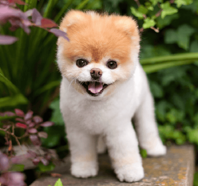 Pomeranian boo teacup deals