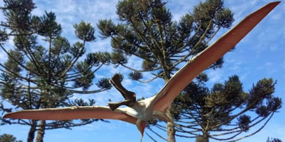 Pterosaur discovery New winged dinosaur fossils found in Australia