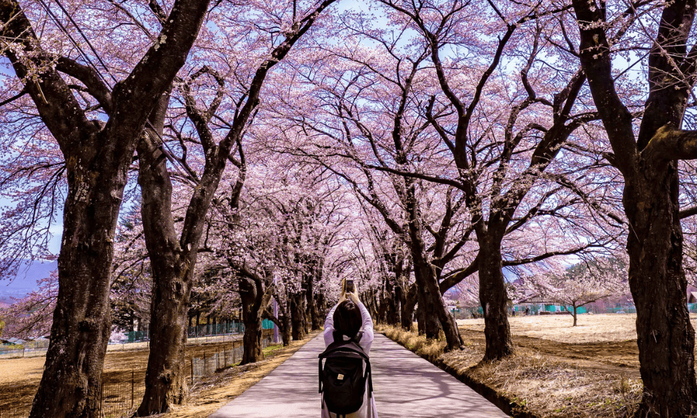 A Guide to New Zealand's Best Cherry Blossom Festivals