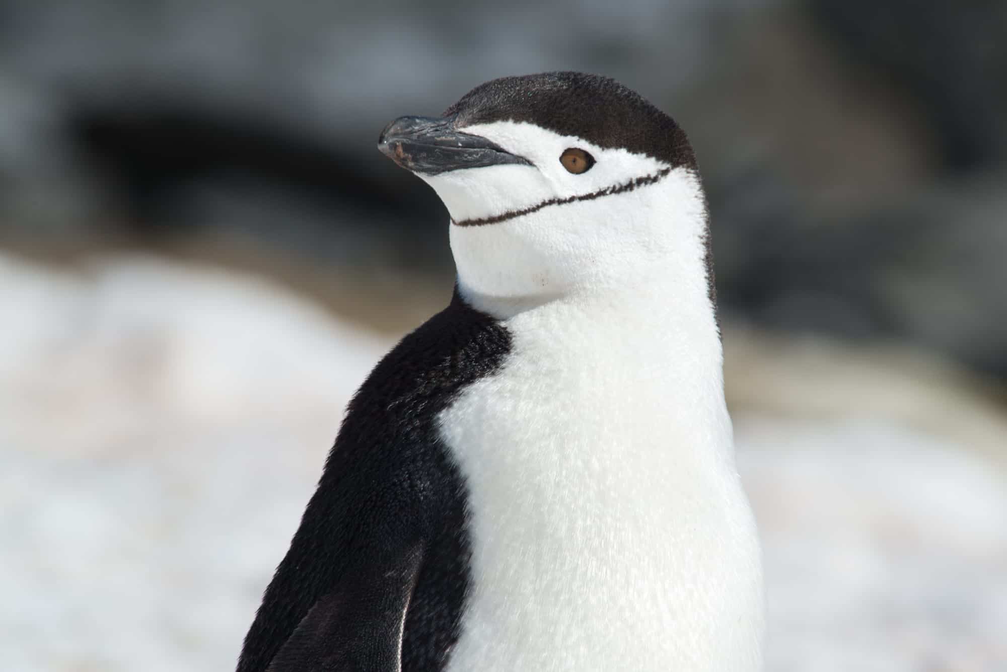 Meet the penguins of Antarctica | MiNDFOOD
