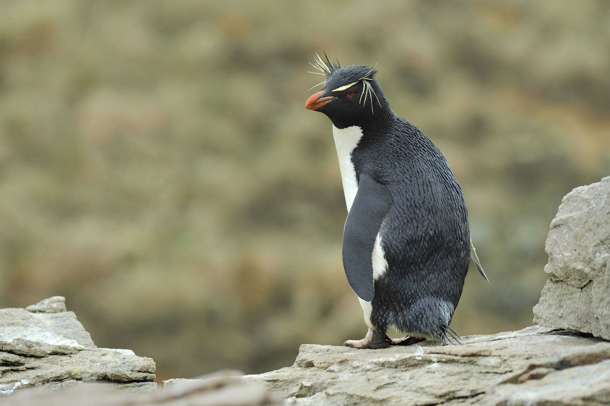 Meet the penguins of Antarctica | MiNDFOOD