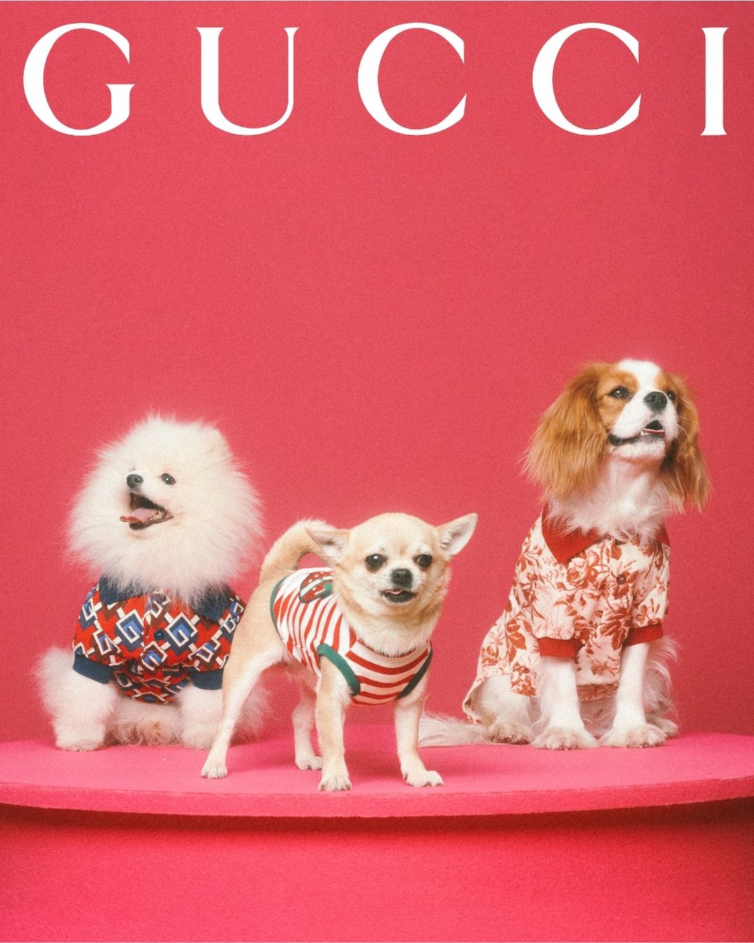 Gucci unveils surprising and delightful Gucci Pet Collection