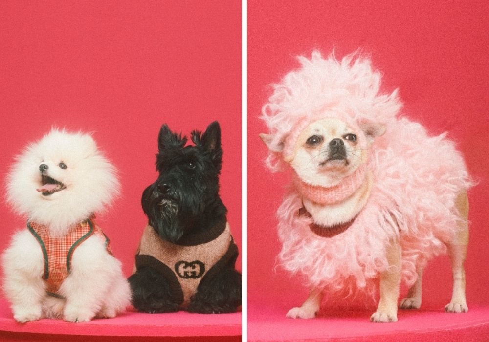 Gucci unveils surprising and delightful Gucci Pet Collection