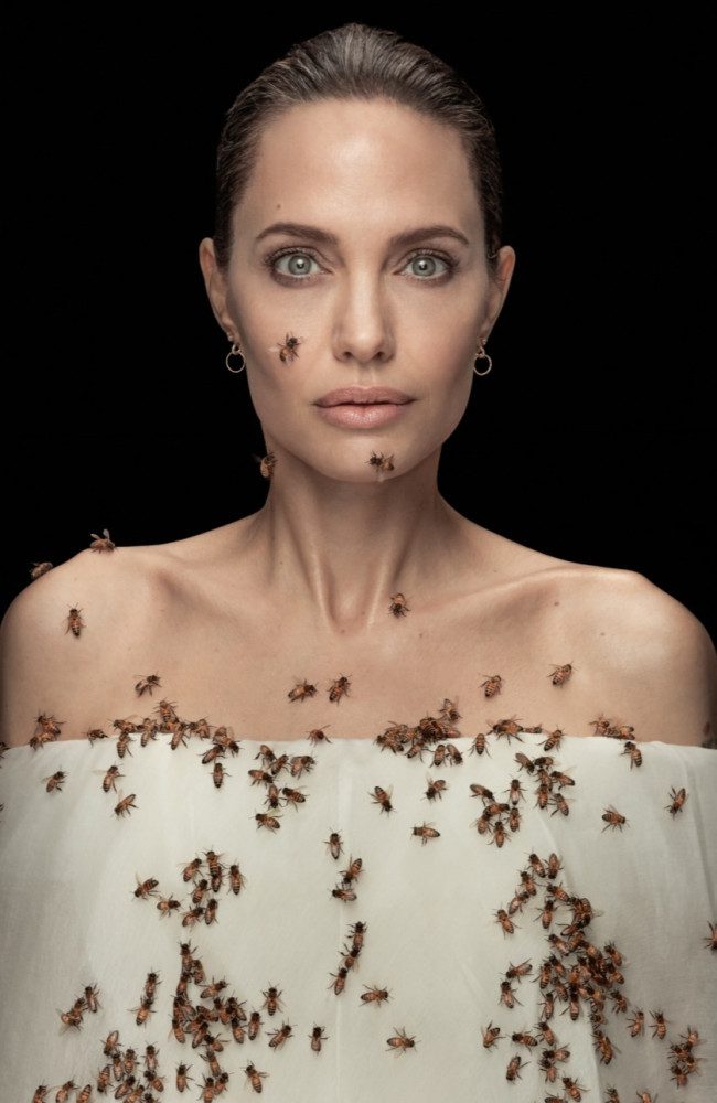 Angelina Jolie bee picture among Siena International Photo Award