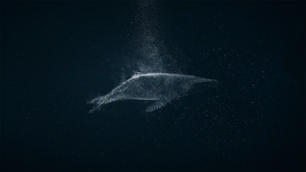COLLIDER Fragile Seas - [whale]
