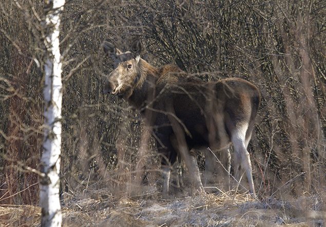 Animals thrive in radioactive space left by Chernobyl | MiNDFOOD