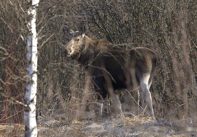 Animals thrive in radioactive space left by Chernobyl | MiNDFOOD Animals thrive in radioactive space left by Chernobyl | MiNDFOOD