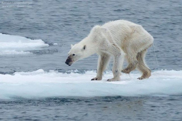 Polar bears threatened by climate change