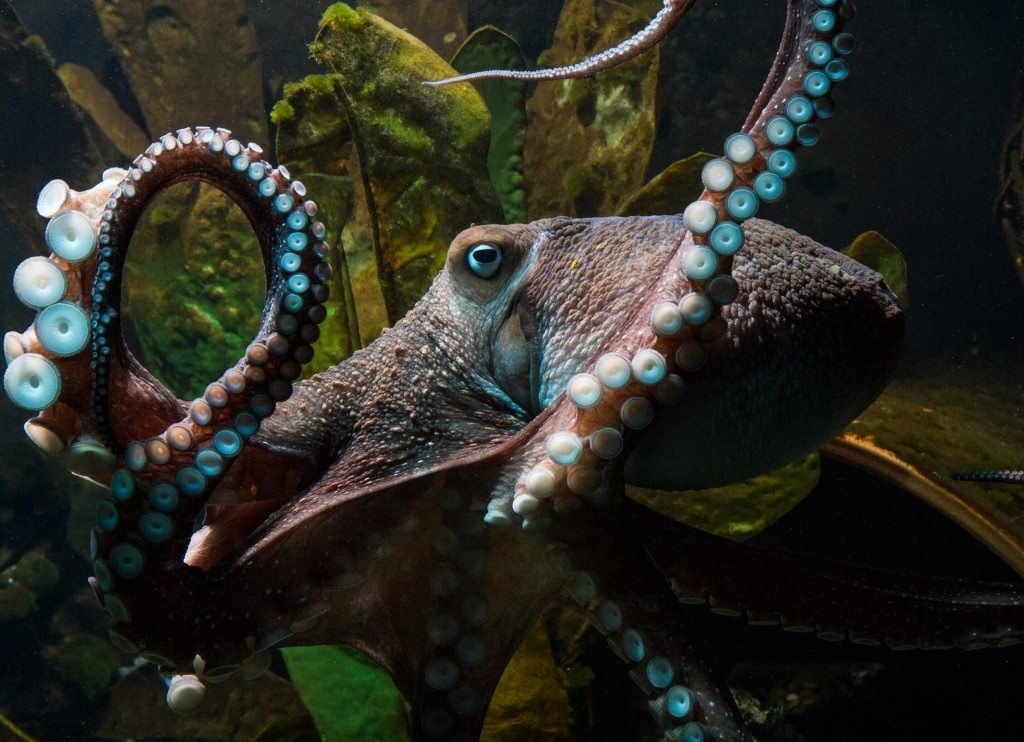 Image National Aquarium of New Zealand /Facebook.