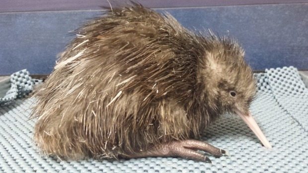 Hooray! First kiwi chick of the season hatches