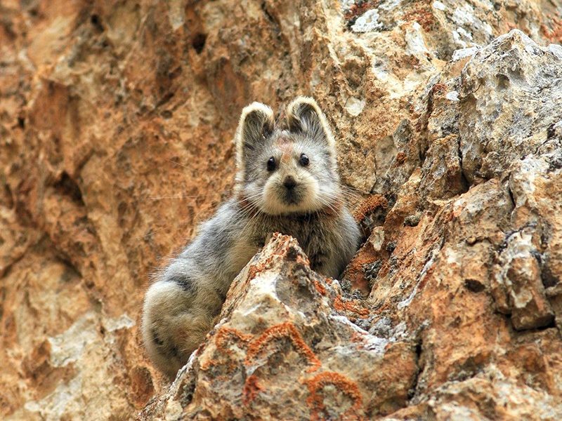 Adorable animal known as the “Magic Rabbit” at risk of extintion