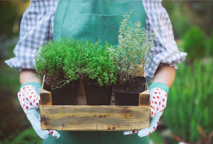 Growing Green: easy-to-grow vegetables and herb tips