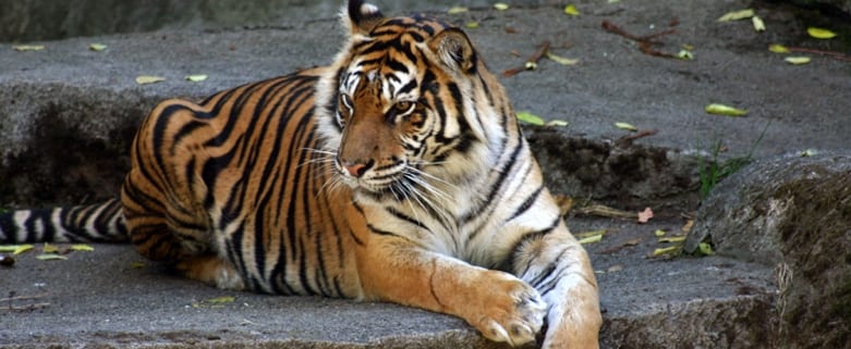 India celebrities add glitz to tiger conservation