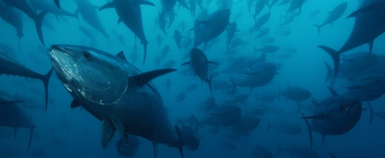 Sea Shepherd targets tuna fishing