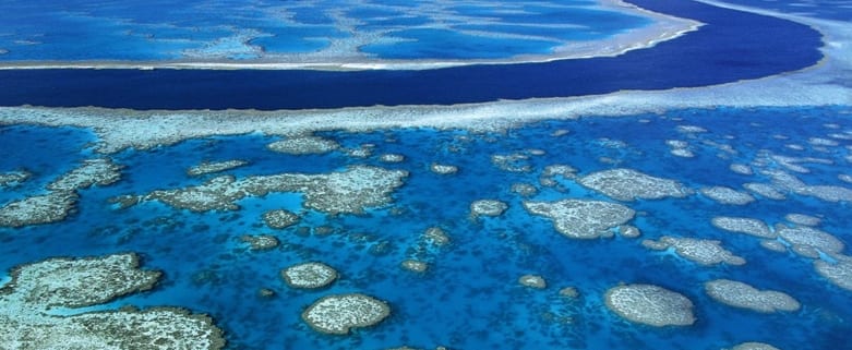 Great Barrier Reef ‘overrun by weeds’