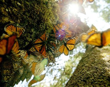Butterfly numbers at record low