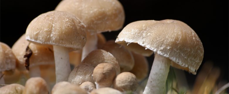 Magic Mushrooms could help treat depression