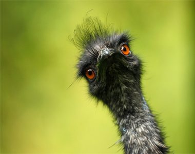 An emu is pictured at its enclosure at the zoo in Duisburg. Ina Fassbender