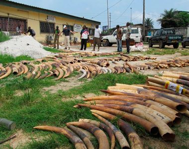 Stockpiles of ivory are seen in Gabon, in this undated handout photo. The central African nation of Gabon will burn its government stockpiles of ivory. Reuters