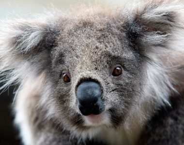 A juvenile koala is seen at an animal park near Melbourne October 15, 2009. Koalas are marsupial herbivores native to Australia that feeds on almost entirely eucalypt leaves. Mick Tsikas