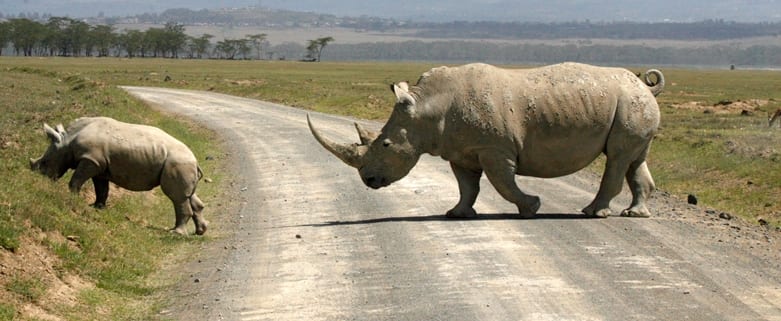 Four rhinos relocate to Africa with single mission
