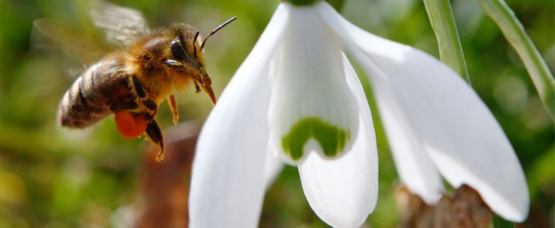 Bee-harming pesticides to be banned