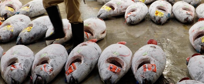 Bluefin tuna trade ban blocked