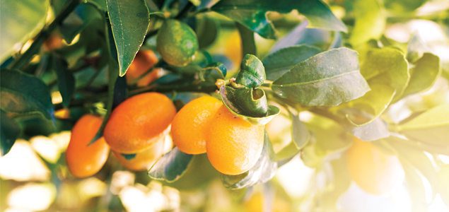 How to grow citrus in small spaces