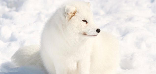 Mercury exposure threatens Arctic fox survival