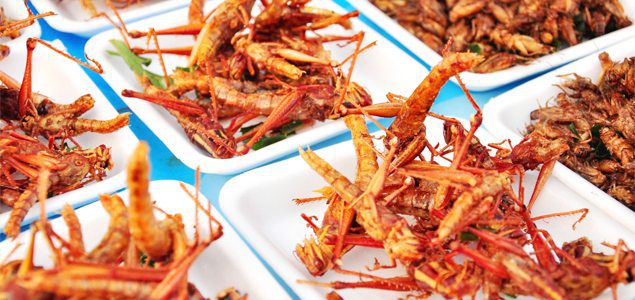 Eating insects better for waistlines & environment