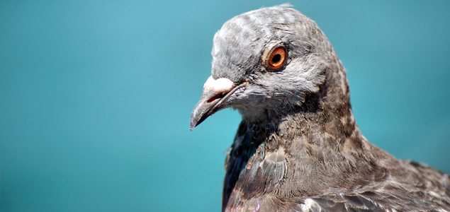 Pigeon Platter