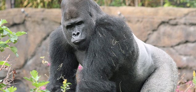 Gorilla undergoes therapy for sexist behaviour