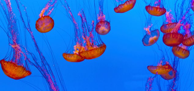 Aquatic robots to target jellyfish swarms