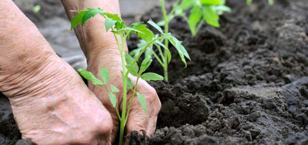 Gardening linked to longer life