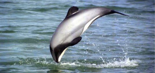 New Zealand not doing enough to protect native dolphin species