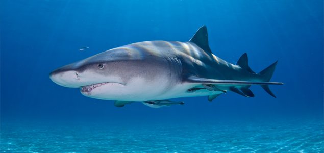 Should we cull sharks to stop attacks?