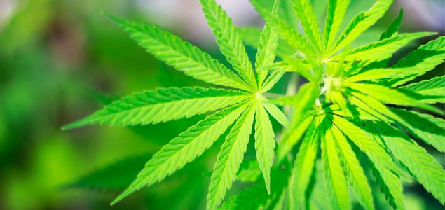 Should we legalize marijuana?