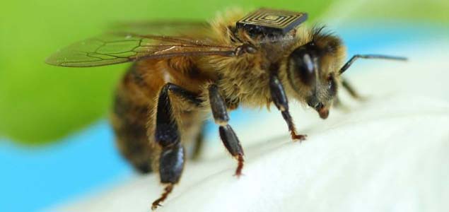Tiny sensors help scientists to study bees