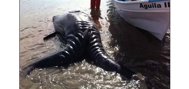 Conjoined gray whale calves wash up in Mexico