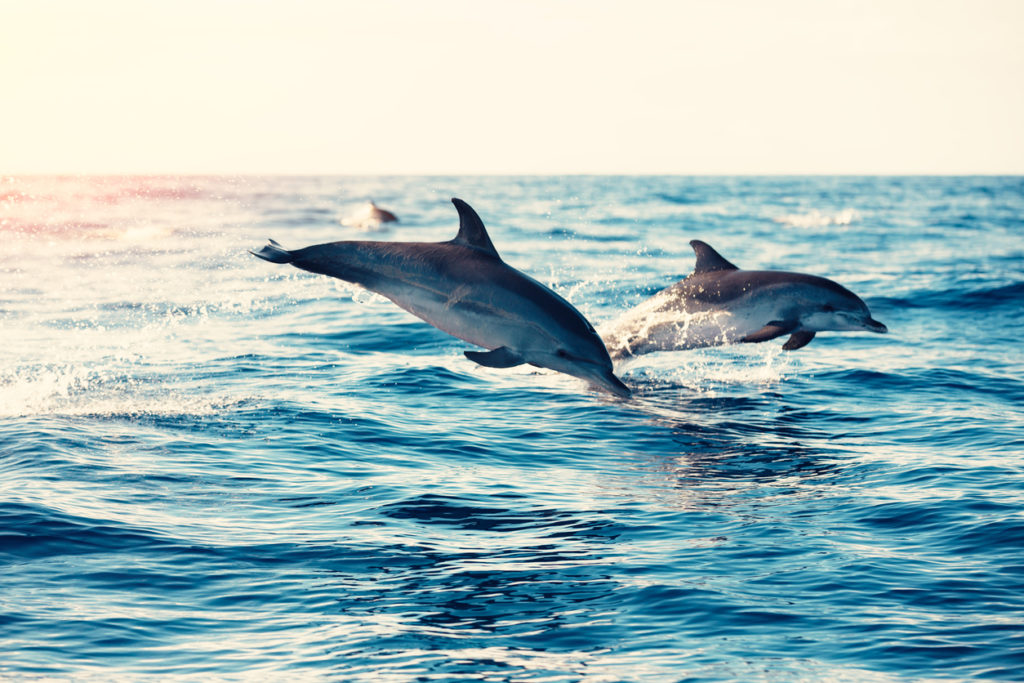 Dolphins Are More Human-Like Than You May Think