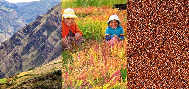 The Latest ‘Superfood’ From The Andes