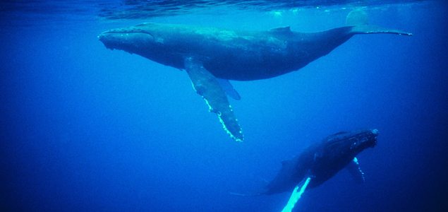 Japan banned from whaling by International Court