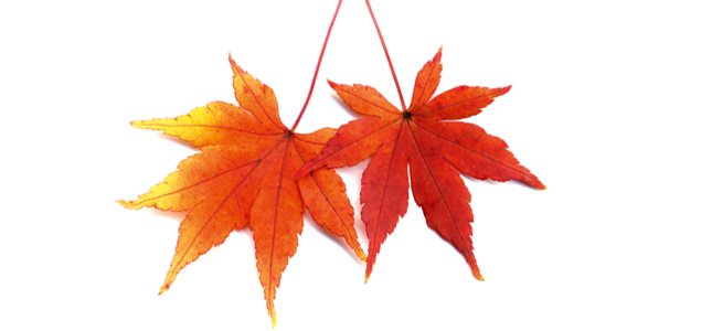 Autumn gold: 4 ways to use fallen leaves