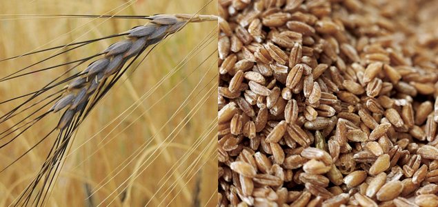 Wheat You Can Eat