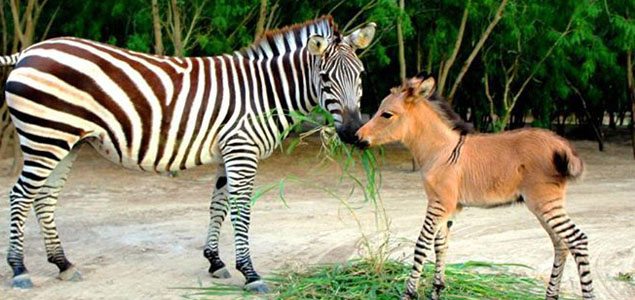 Rare ‘Zonkey’ born at Mexican zoo