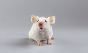 Young blood reverses signs of ageing in mice