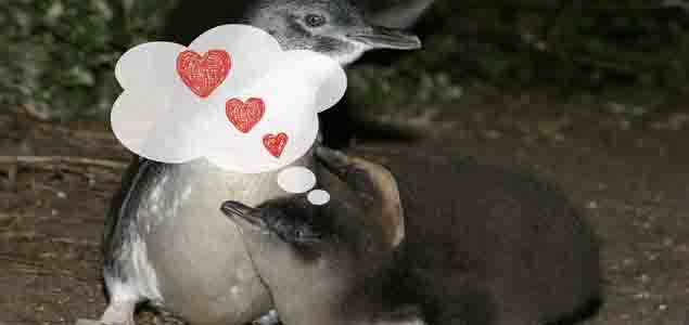 Adopt a penguin for Mum this Mother’s Day